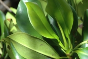 <strong>Rhizophora x selala - Ramon, Laurence - 56</strong><br />© Ramon, Laurence